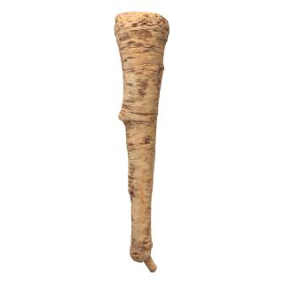 Parsley Root 3D Scan Retopo